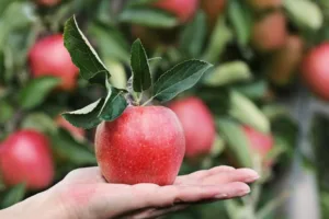 Buah Apple Manfaat