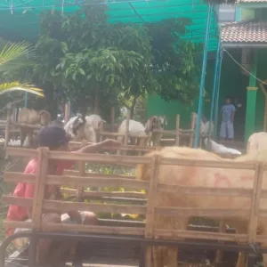 Ketua DPRD Kabupaten Bogor Salurkan Sapi Kurban