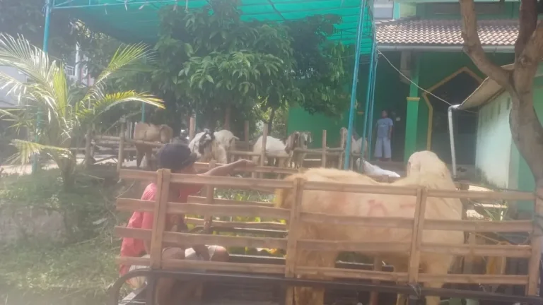 Ketua DPRD Kabupaten Bogor Salurkan Sapi Kurban