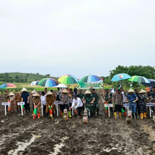 Pangkoopsud II Laksanakan Penanaman Jagung 1 Juta Hektar Serentak  Dukung Swasembada Pangan 2025