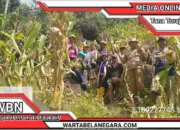 Bhabinkamtibmas Polres Tator Dampingi Panen Jagung Kelompok Tani Binaan
