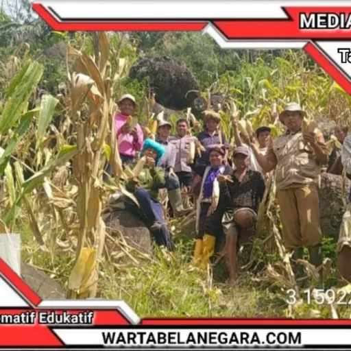 Bhabinkamtibmas Polres Tator Dampingi Panen Jagung Kelompok Tani Binaan