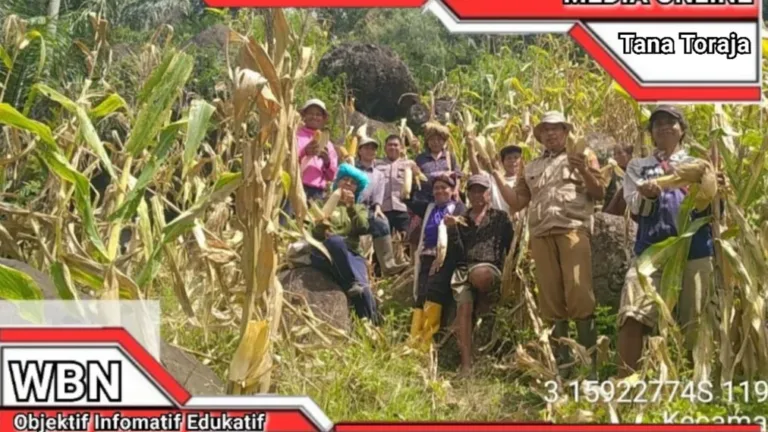 Bhabinkamtibmas Polres Tator Dampingi Panen Jagung Kelompok Tani Binaan
