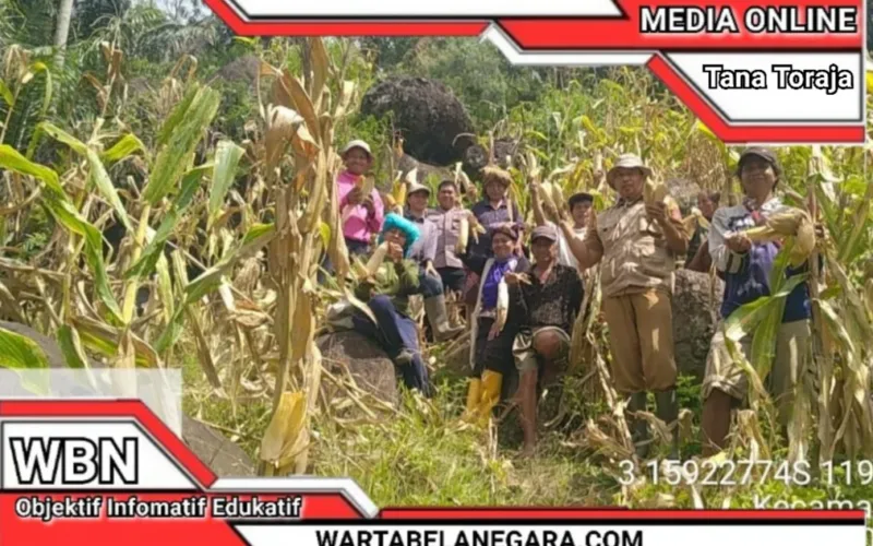 Bhabinkamtibmas Polres Tator Dampingi Panen Jagung Kelompok Tani Binaan