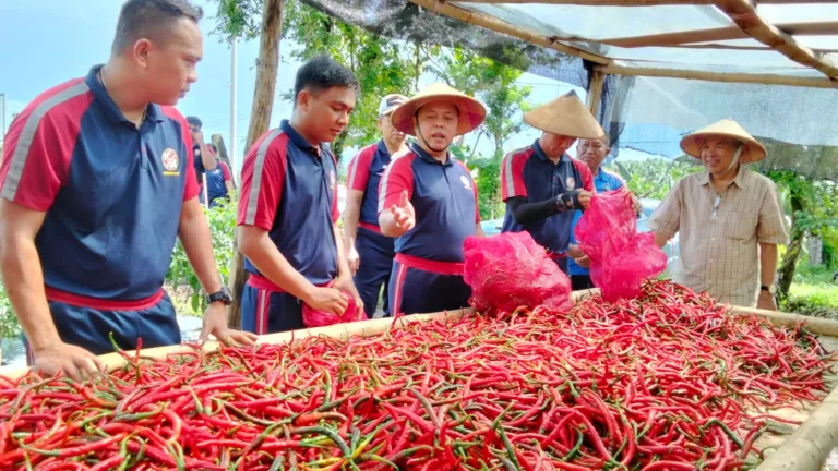 Kepala Zona Bakamla Tengah Pimpin Panen Perdana Cabai di Lahan Mako Baru
