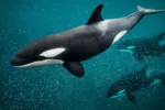 Fakta Mengejutkan di Balik Video Pelatih Orca Tewas Diserang Paus
