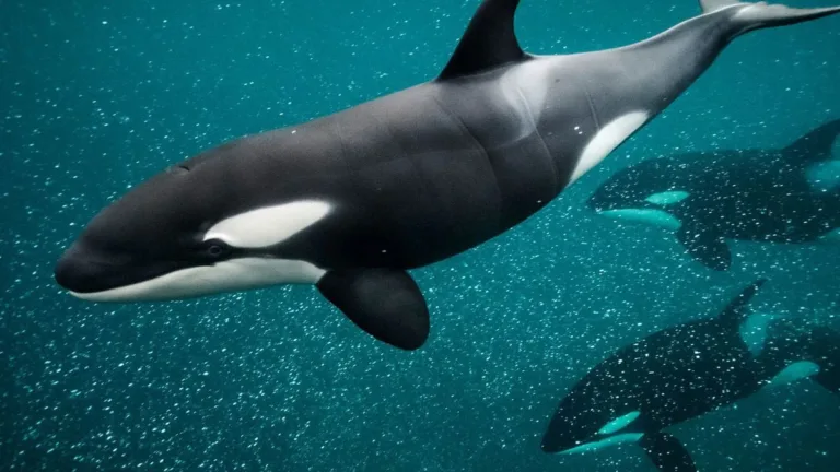 Fakta Mengejutkan di Balik Video Pelatih Orca Tewas Diserang Paus