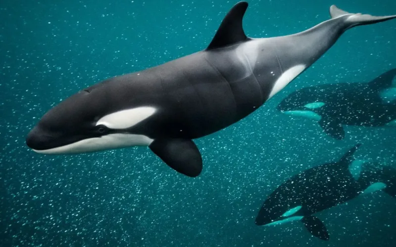 Fakta Mengejutkan di Balik Video Pelatih Orca Tewas Diserang Paus