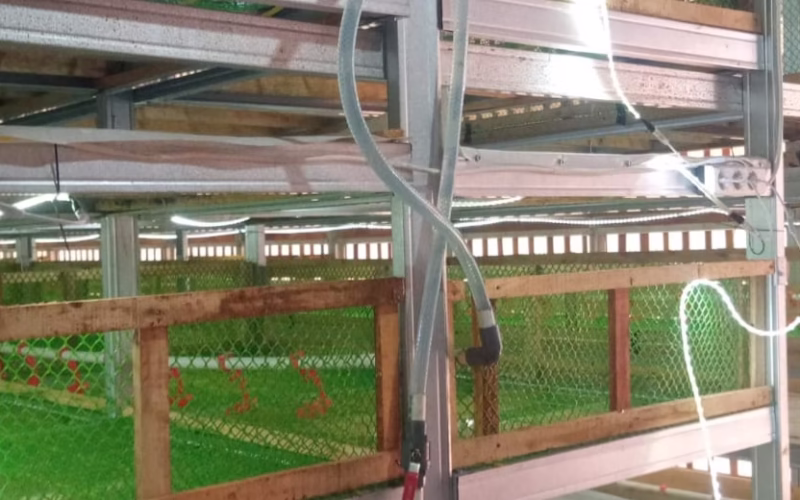 BUMdes JSU Majasari:Motor Penggerak Perekonomian Desa Melalui Peternakan Ayam