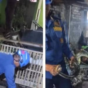 Ular Sanca Besar Berkeliaran di Halaman Rumah Warga, Tim Damkar Garut Berhasil Lakukan Evakuasi