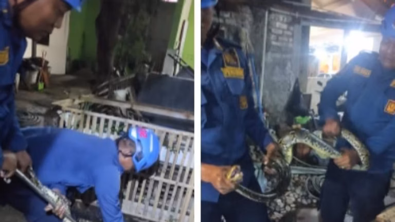 Ular Sanca Besar Berkeliaran di Halaman Rumah Warga, Tim Damkar Garut Berhasil Lakukan Evakuasi