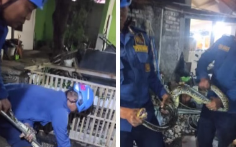Ular Sanca Besar Berkeliaran di Halaman Rumah Warga, Tim Damkar Garut Berhasil Lakukan Evakuasi