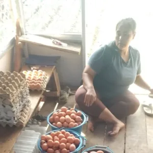 Bumdes Sauyunan Desa Sindangratu wanaraja Realisasikan  DD Dengan Usaha Ayam Petelur Dan Beras