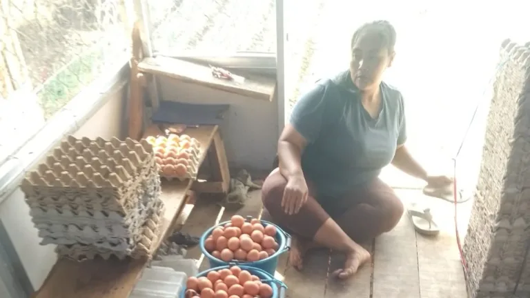 Bumdes Sauyunan Desa Sindangratu wanaraja Realisasikan  DD Dengan Usaha Ayam Petelur Dan Beras
