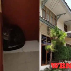 Macan Tutul Masuk Hotel Anugerah, Dugaan Dari Lembang Park Zoo