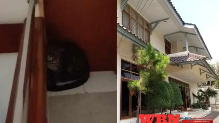 Macan Tutul Masuk Hotel Anugerah, Dugaan Dari Lembang Park Zoo
