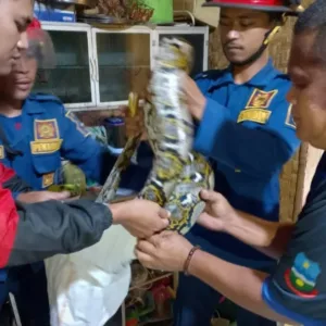 Respons Cepat Damkar Garut Amankan Ular Sanca di Permukiman Warga