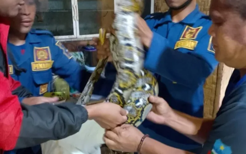 Respons Cepat Damkar Garut Amankan Ular Sanca di Permukiman Warga