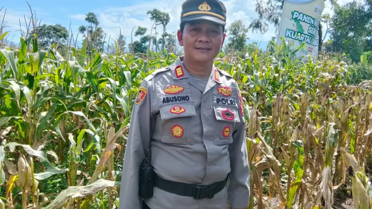 Awal Tahun 2026, Petani Di Desa Sindangratu Panen Jagung Perdana