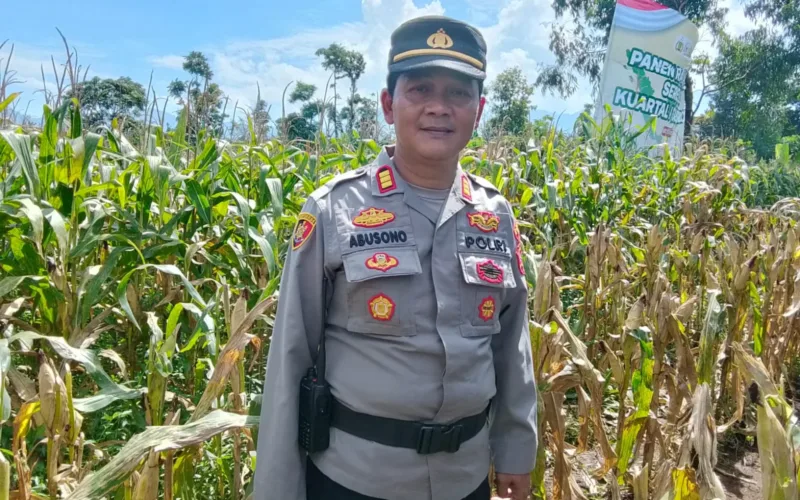 Awal Tahun 2026, Petani Di Desa Sindangratu Panen Jagung Perdana
