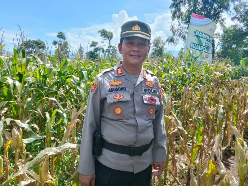 Awal Tahun 2026, Petani Di Desa Sindangratu Panen Jagung Perdana