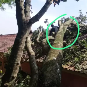 Akibat Hujan Deras Dan Angin Kencang, Pohon Sawo Berukuran Besar Menimpa Gedung SDN 2 Nanjung Jaya