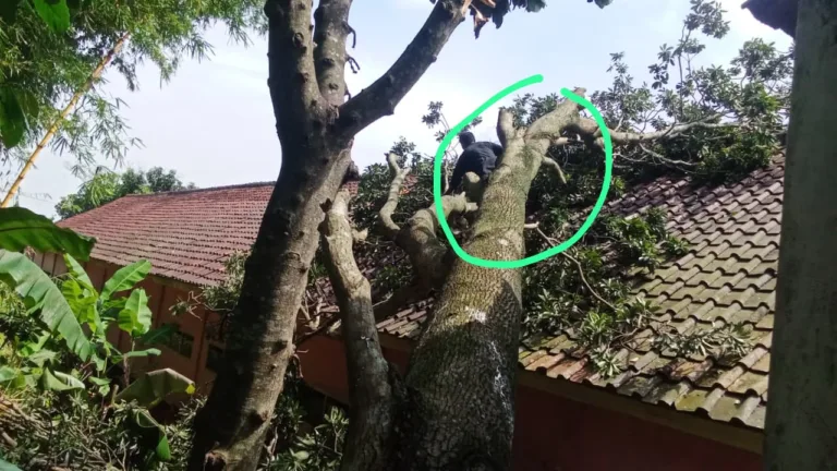 Akibat Hujan Deras Dan Angin Kencang, Pohon Sawo Berukuran Besar Menimpa Gedung SDN 2 Nanjung Jaya