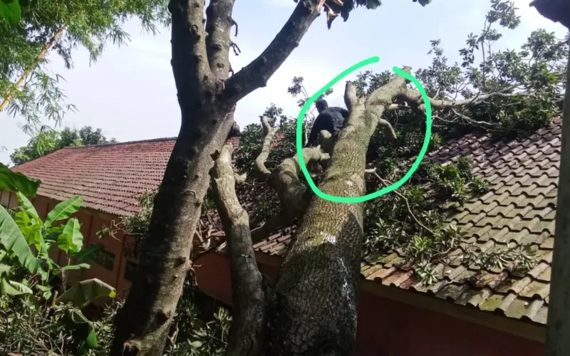 Akibat Hujan Deras Dan Angin Kencang, Pohon Sawo Berukuran Besar Menimpa Gedung SDN 2 Nanjung Jaya