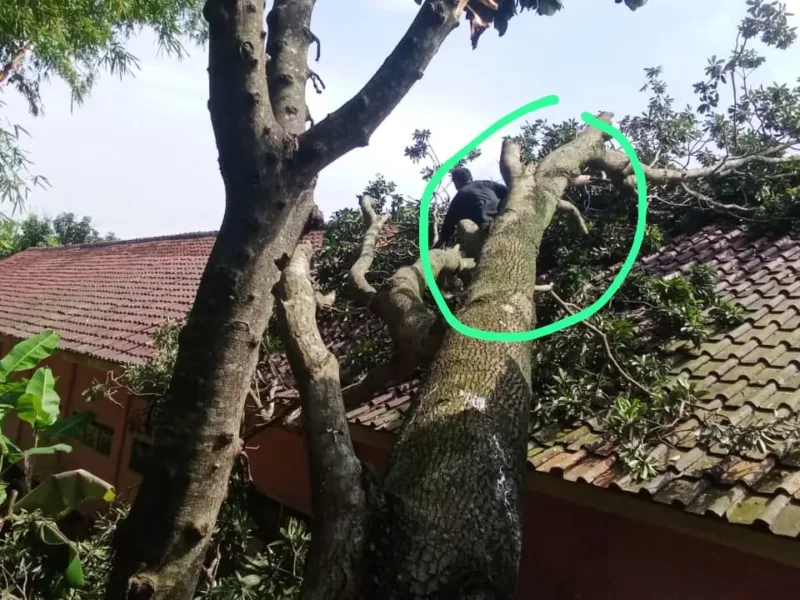 Akibat Hujan Deras Dan Angin Kencang, Pohon Sawo Berukuran Besar Menimpa Gedung SDN 2 Nanjung Jaya