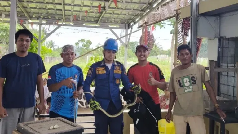 Ibu Nessa Melihat Ular Besar Masuk ke Rumah Dekat Masjid,Damkar Gerak Cepat Evakuasi.