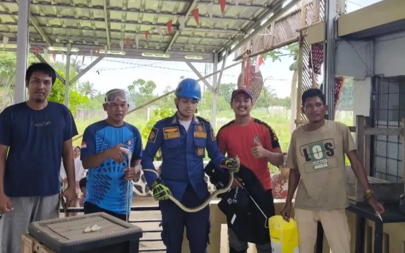 Ibu Nessa Melihat Ular Besar Masuk ke Rumah Dekat Masjid,Damkar Gerak Cepat Evakuasi.