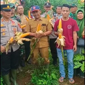 Panen Perdana Jagung Desa Sukalilah: Sinergi TNI–Polri dan Rakyat Desa dalam Menjaga Ketahanan Pangan Nasional