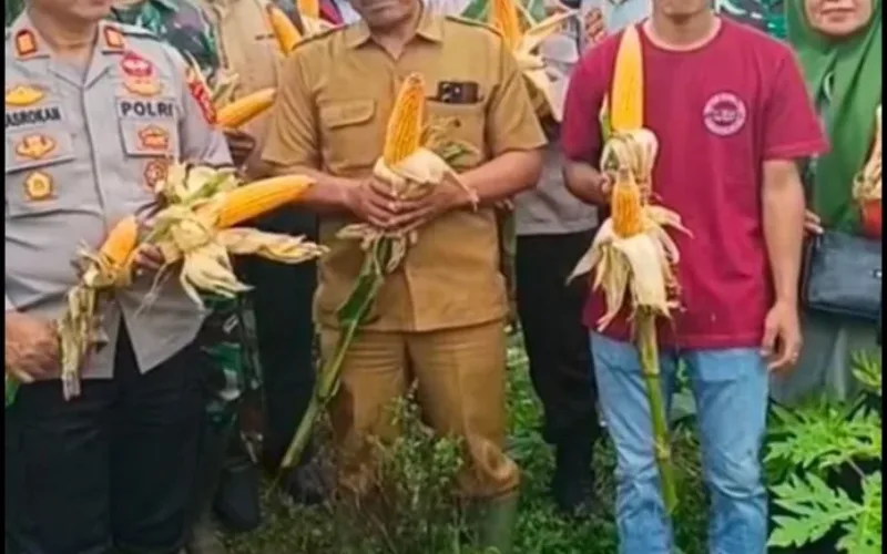 Panen Perdana Jagung Desa Sukalilah: Sinergi TNI–Polri dan Rakyat Desa dalam Menjaga Ketahanan Pangan Nasional
