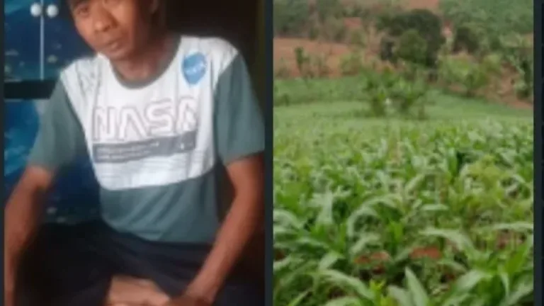 Kelompok Tani Jagung Cipari Jaya Simpen Kaler Berharap Perbaiki Jalan Demi Kelancaran Panen Raya