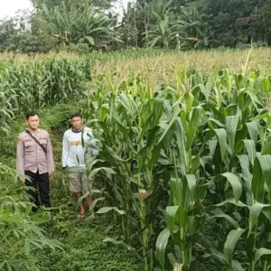 Polsek Kadungora Dampingi Kelompok Tani, Jagung Lahan Binaan Polri Tumbuh Subur