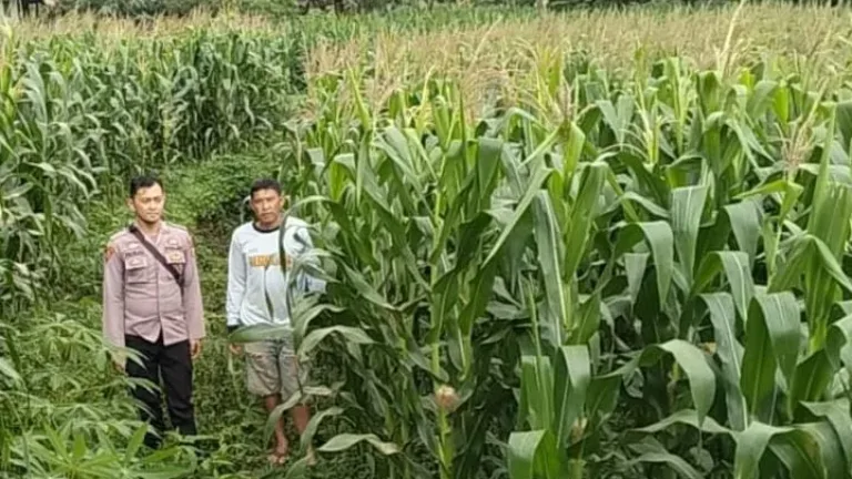 Polsek Kadungora Dampingi Kelompok Tani, Jagung Lahan Binaan Polri Tumbuh Subur