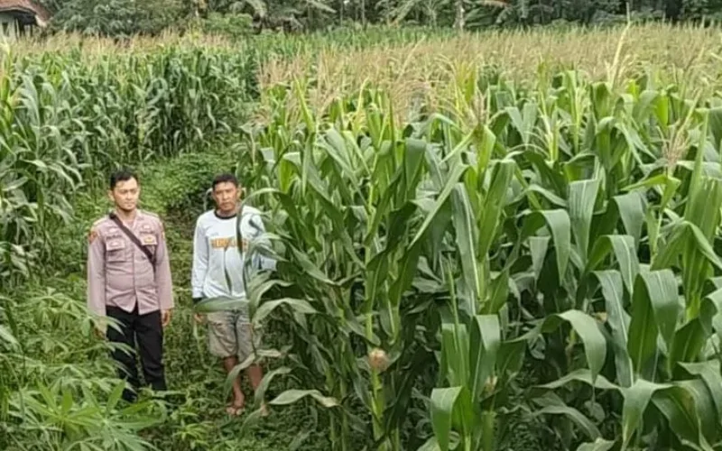 Polsek Kadungora Dampingi Kelompok Tani, Jagung Lahan Binaan Polri Tumbuh Subur