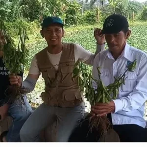 Bumdes Pakuan Jaya Karang Mukti Salawu Berhasil Kembangkan Program Ketahanan Pangan