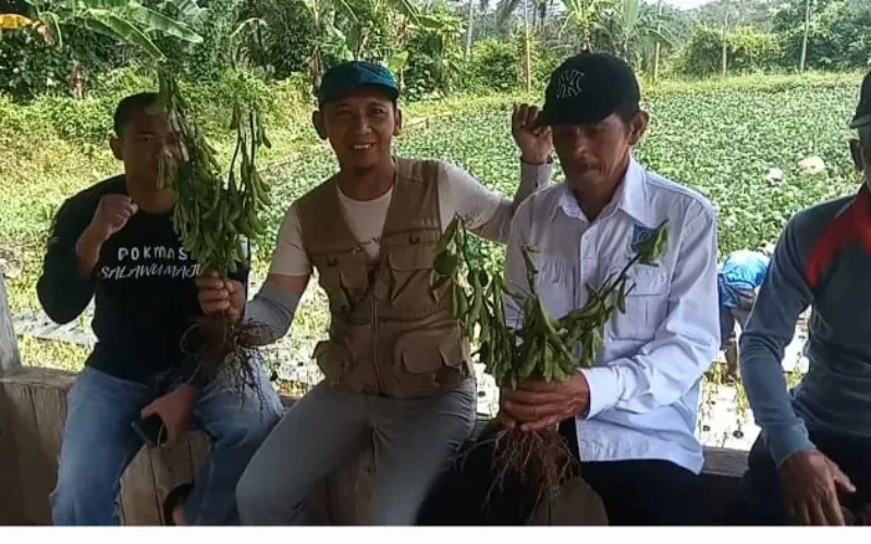 Bumdes Pakuan Jaya Karang Mukti Salawu Berhasil Kembangkan Program Ketahanan Pangan