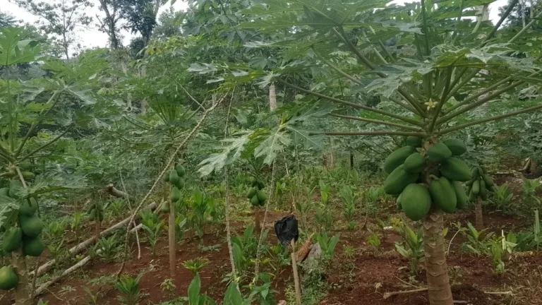 Sepulang Mengajar Syarif Hidayat S.pd Kembangkan Kebun Pepaya California Di Pakenjeng
