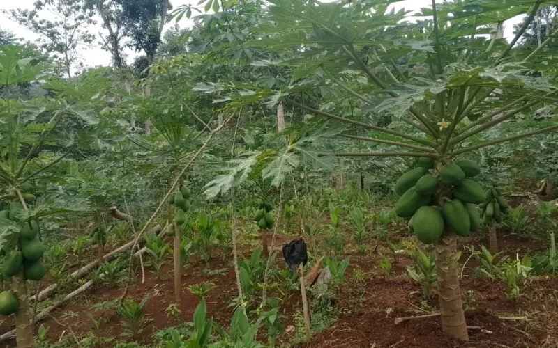 Sepulang Mengajar Syarif Hidayat S.pd Kembangkan Kebun Pepaya California Di Pakenjeng