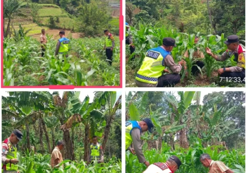 Dukung Ketahanan Pangan, Polsek Pasirwangi Pantau Lahan Jagung Binaan Di Garut