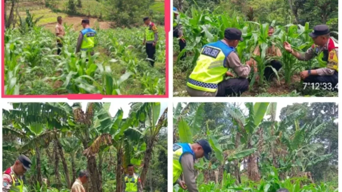 Dukung Ketahanan Pangan, Polsek Pasirwangi Pantau Lahan Jagung Binaan Di Garut