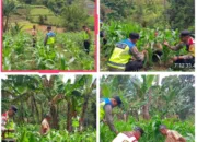 Dukung Ketahanan Pangan, Polsek Pasirwangi Pantau Lahan Jagung Binaan Di Garut