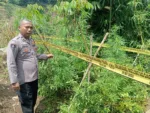 Polres Garut Temukan 11 Batang Tanaman Diduga Ganjar Di Sucinaraja, Pelaku Masih Diburu