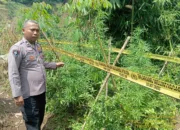 Polres Garut Temukan 11 Batang Tanaman Diduga Ganjar Di Sucinaraja, Pelaku Masih Diburu