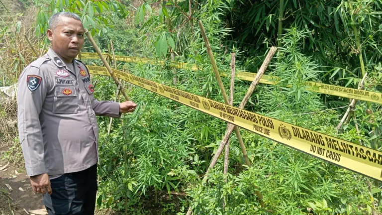 Polres Garut Temukan 11 Batang Tanaman Diduga Ganjar Di Sucinaraja, Pelaku Masih Diburu