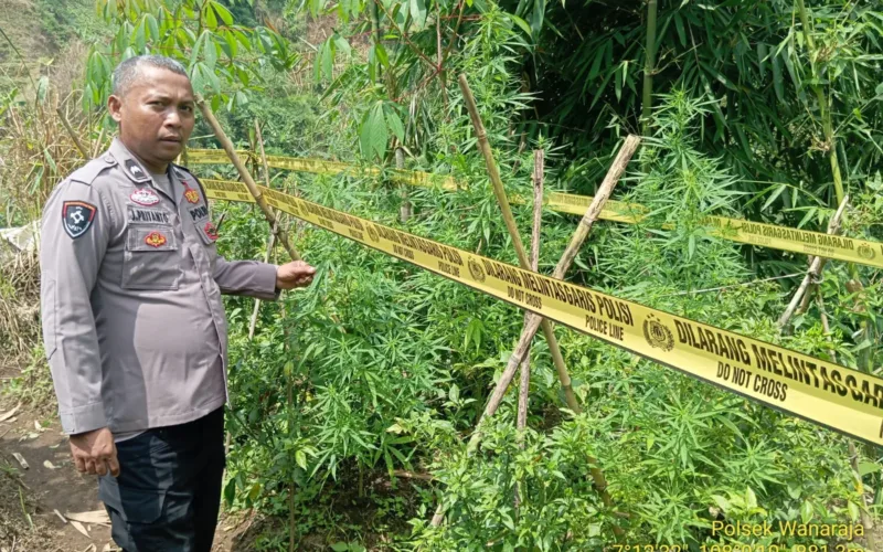 Polres Garut Temukan 11 Batang Tanaman Diduga Ganjar Di Sucinaraja, Pelaku Masih Diburu