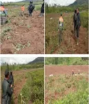 Kebun Negara Dirusak? Humas Cisaruni Minta Aparat Turun Tangan, Pekerja Merasa Terancam