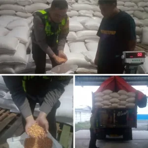 Sinergi Polri dan Petani, 5 Ton Jagung Garut Siap Perkuat Stok Pangan Nasional
